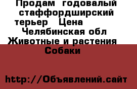 Продам: годовалый стаффордширский терьер › Цена ­ 5 000 - Челябинская обл. Животные и растения » Собаки   